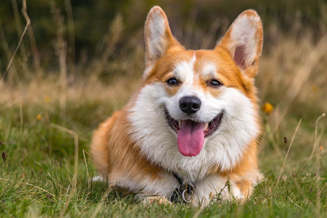 Pet Care