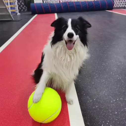 Pet Oversized Ball Toy