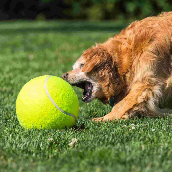 Pet Oversized Ball Toy
